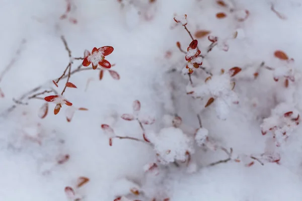 Copos de nieve en las hojas, comienzo del whinter en el bosque —  Fotos de Stock