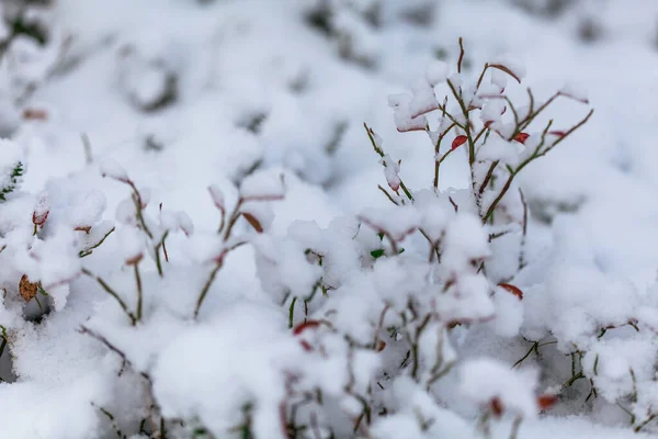 Copos de nieve en las hojas, comienzo del whinter en el bosque —  Fotos de Stock