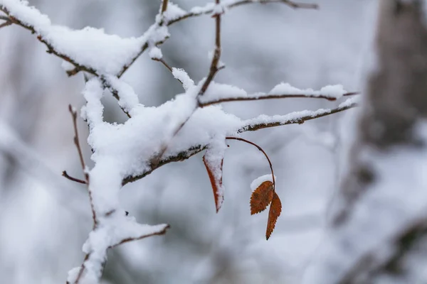 Snow flakes on leafs, beginning of whinter in forest — Stock Photo, Image
