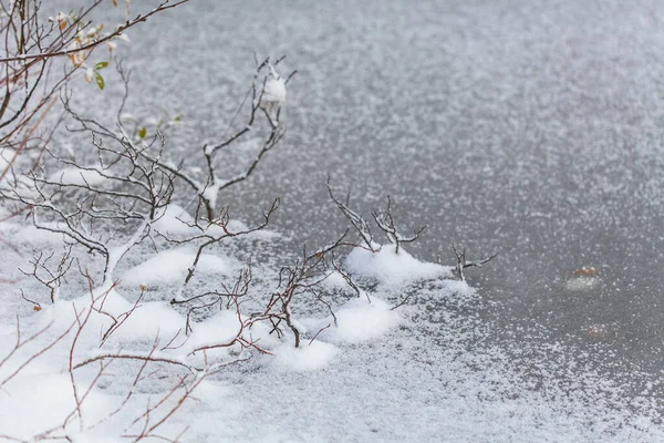 Snow flakes on leafs, frozen lake, beginning of whinter — Stock Photo, Image