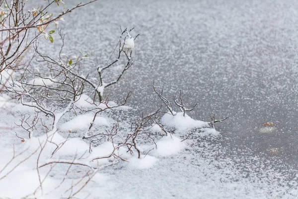 Copos de nieve en las hojas, lago congelado, comienzo de whinter —  Fotos de Stock