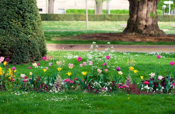 Цветы в весеннем парке города Страсбург, тюльпаны Стоковая Картинка