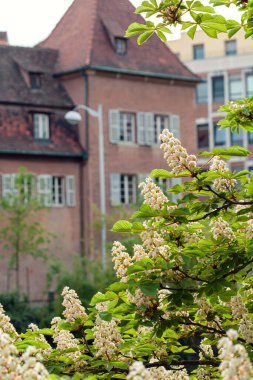 Beyaz mum kestane çiçeği eski evin yanında
