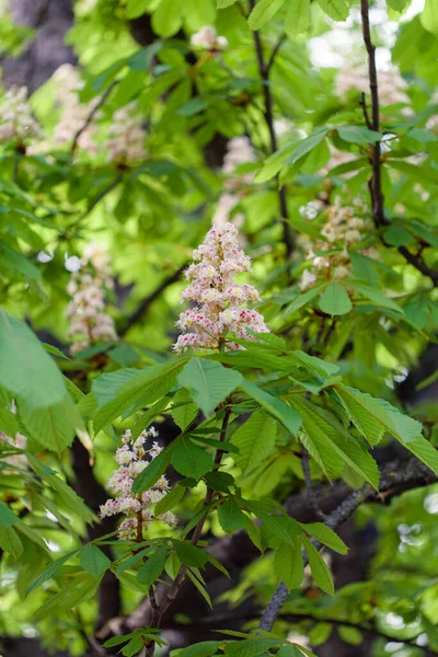 Vela blanca flor de castaño cerca de la casa vieja —  Fotos de Stock