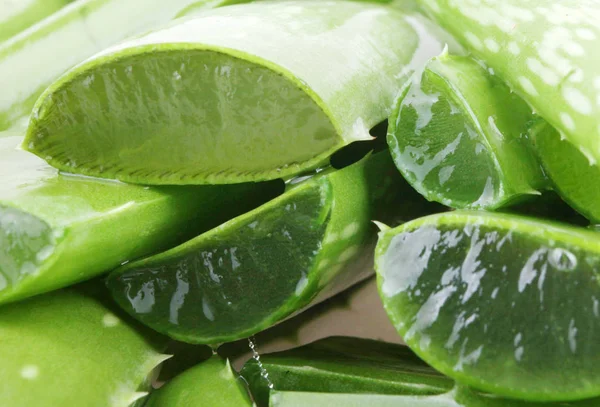 Aloe vera plant - color image — Stock Photo, Image