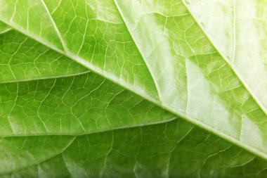 makro çekim yaprak yeşil.