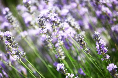 Lavanta alan - renkli görüntü