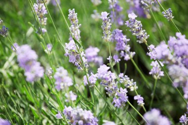 Lavanta alan - renkli görüntü