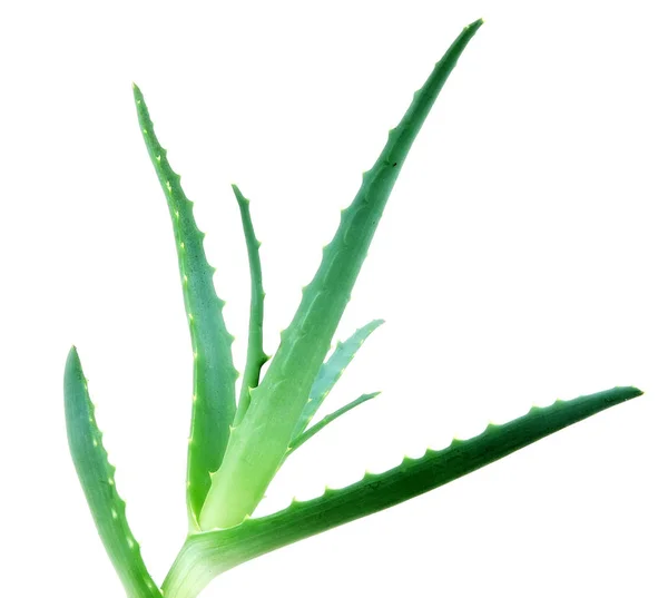 Aloe Vera Pflanze - Farbbild — Stockfoto