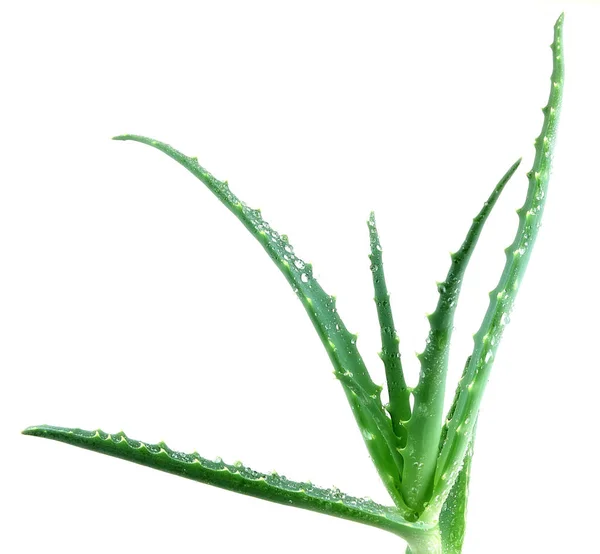Aloe Vera φυτών - έγχρωμη εικόνα — Φωτογραφία Αρχείου