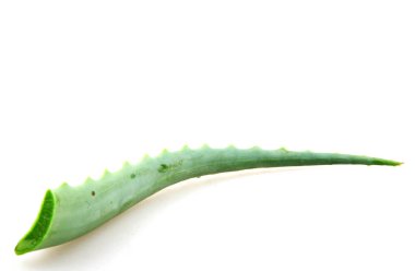 aloe vera beyaz arkaplanda izole