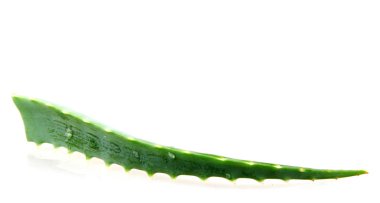 aloe vera beyaz arkaplanda izole