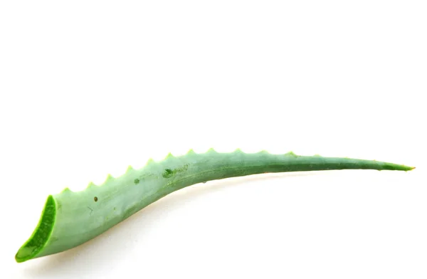 Aloe vera beyaz arkaplanda izole — Stok fotoğraf