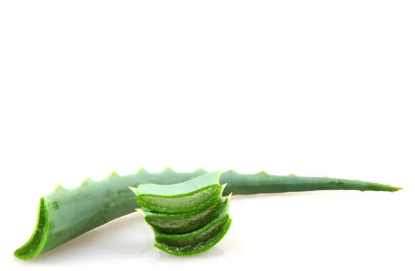 Aloe vera beyaz arkaplanda izole — Stok fotoğraf