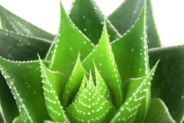 Aloe beyaz arkaplanda izole edildi