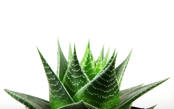 Aloe isolerad på vit bakgrund — Stockfoto