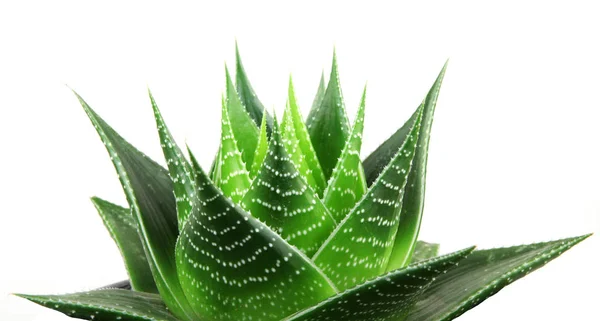 Aloe isolado sobre fundo branco — Fotografia de Stock