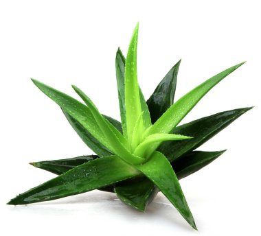 aloe vera bitkisi beyaz üzerine izole
