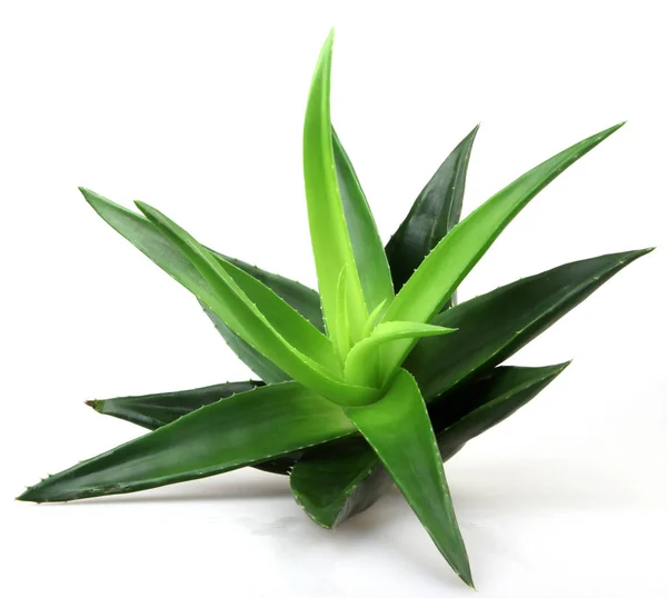 Planta aloe vera isolado em branco — Fotografia de Stock