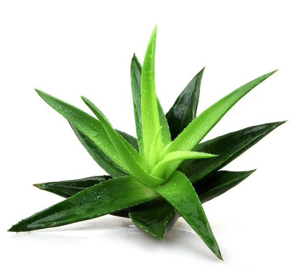 Planta aloe vera isolado em branco — Fotografia de Stock