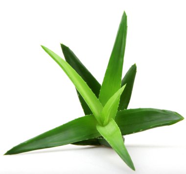 aloe vera bitkisi beyaz üzerine izole