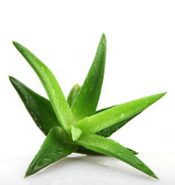 aloe vera bitkisi beyaz üzerine izole
