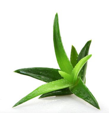 aloe vera bitkisi beyaz üzerine izole