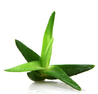 aloe vera bitkisi beyaz üzerine izole