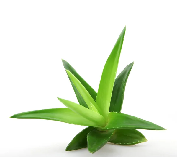 Pianta di aloe vera isolata su bianco — Foto Stock