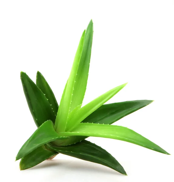 Planta aloe vera isolado em branco — Fotografia de Stock