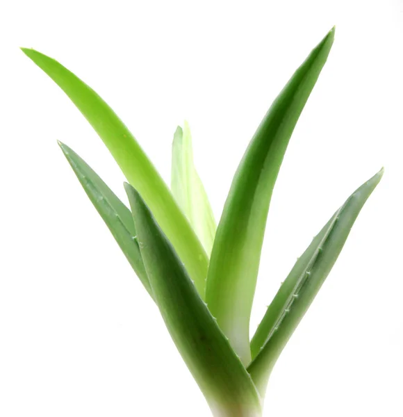 Aloe vera plante isolée sur blanc — Photo