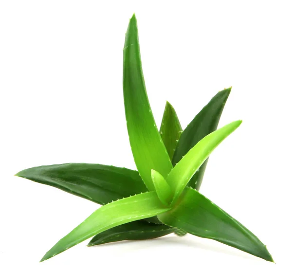 Planta aloe vera isolado em branco — Fotografia de Stock