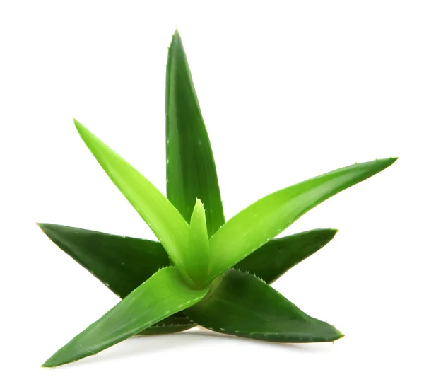 Planta aloe vera isolado em branco — Fotografia de Stock