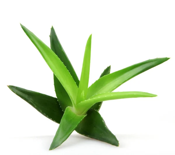 Planta de aloe vera aislada en blanco —  Fotos de Stock