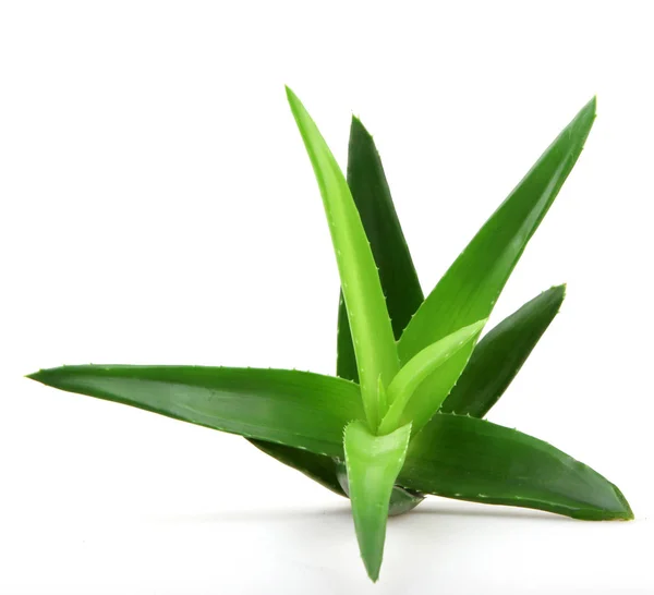 Planta aloe vera isolado em branco — Fotografia de Stock