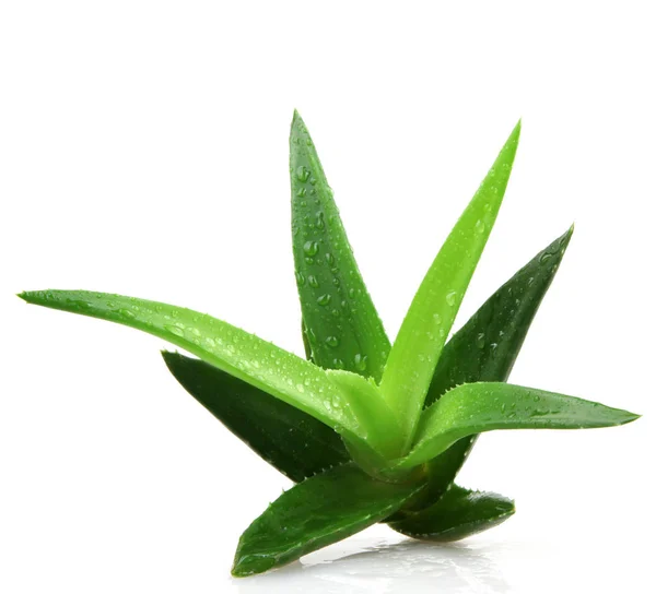 Planta aloe vera isolado em branco — Fotografia de Stock