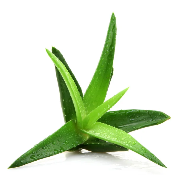 Planta aloe vera isolado em branco — Fotografia de Stock