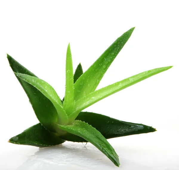 Planta de aloe vera aislada en blanco —  Fotos de Stock