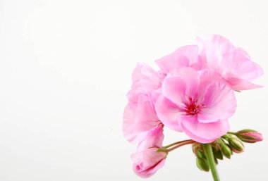 Sardunya çiçekleri - renkli görüntü