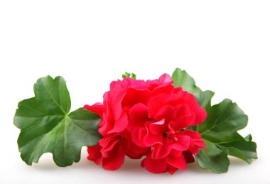 Geranium Flowers - Color Image clipart