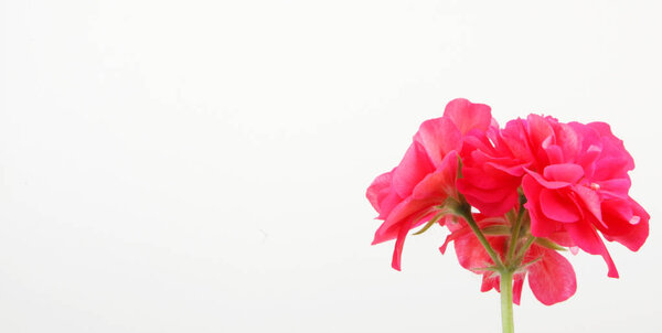 Geranium Flowers - Color Image