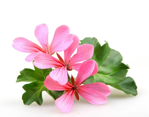 Geranium blommor - färgbild — Stockfoto
