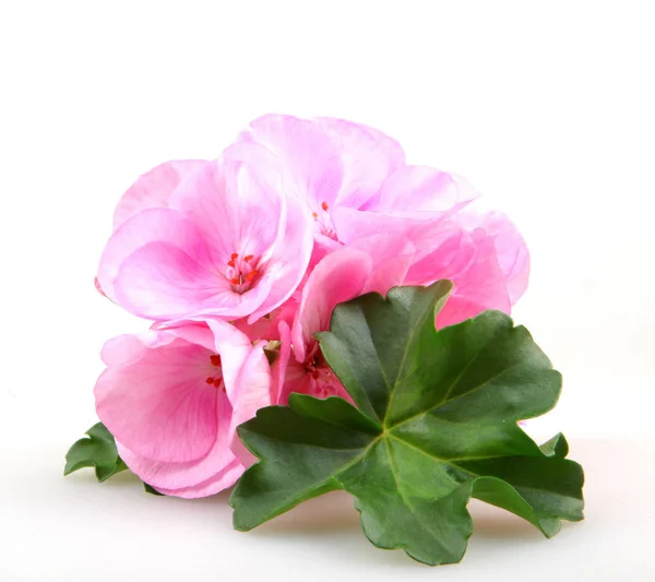 Geranium Flowers - Color Image — Stock Photo, Image