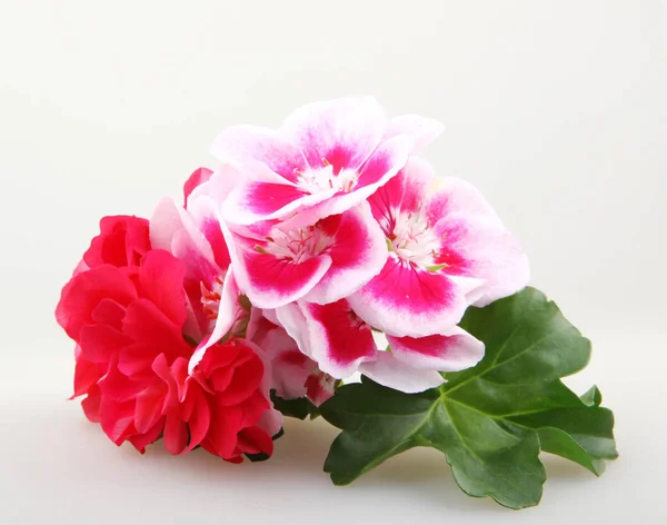 Geranium blommor - färgbild — Stockfoto