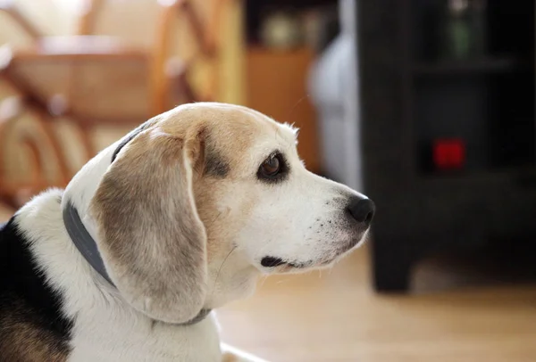 Prachtige beagle hond - kleurenafbeelding — Stockfoto