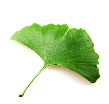 Taze ginkgo biloba yaprak