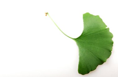 Taze ginkgo biloba yaprak