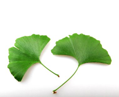 Taze ginkgo biloba yaprak