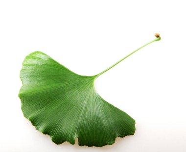 Taze ginkgo biloba yaprak