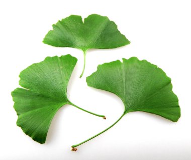 Taze ginkgo biloba yaprak